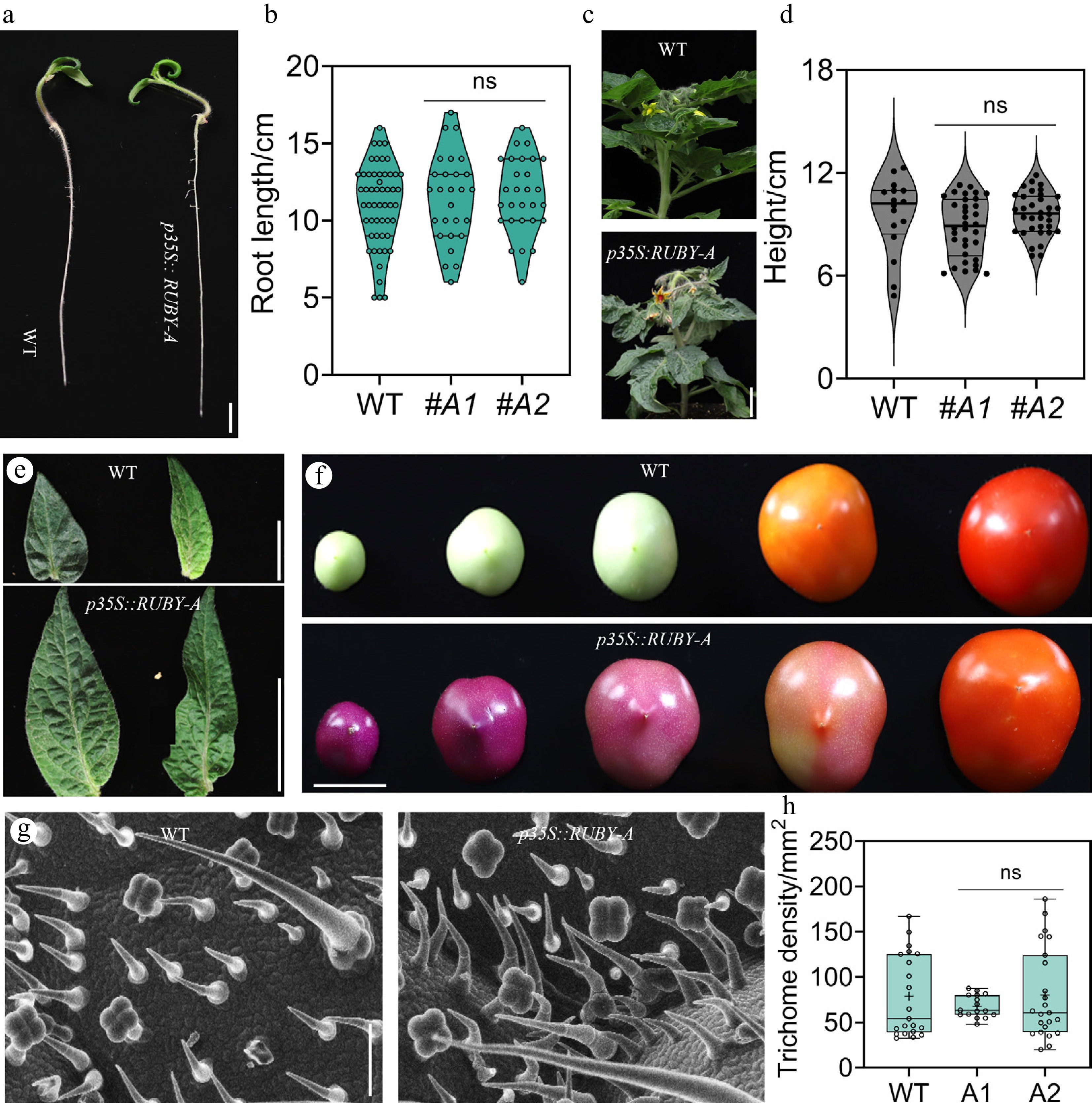 A visual reporter system for transgene screening and monitoring genome ...