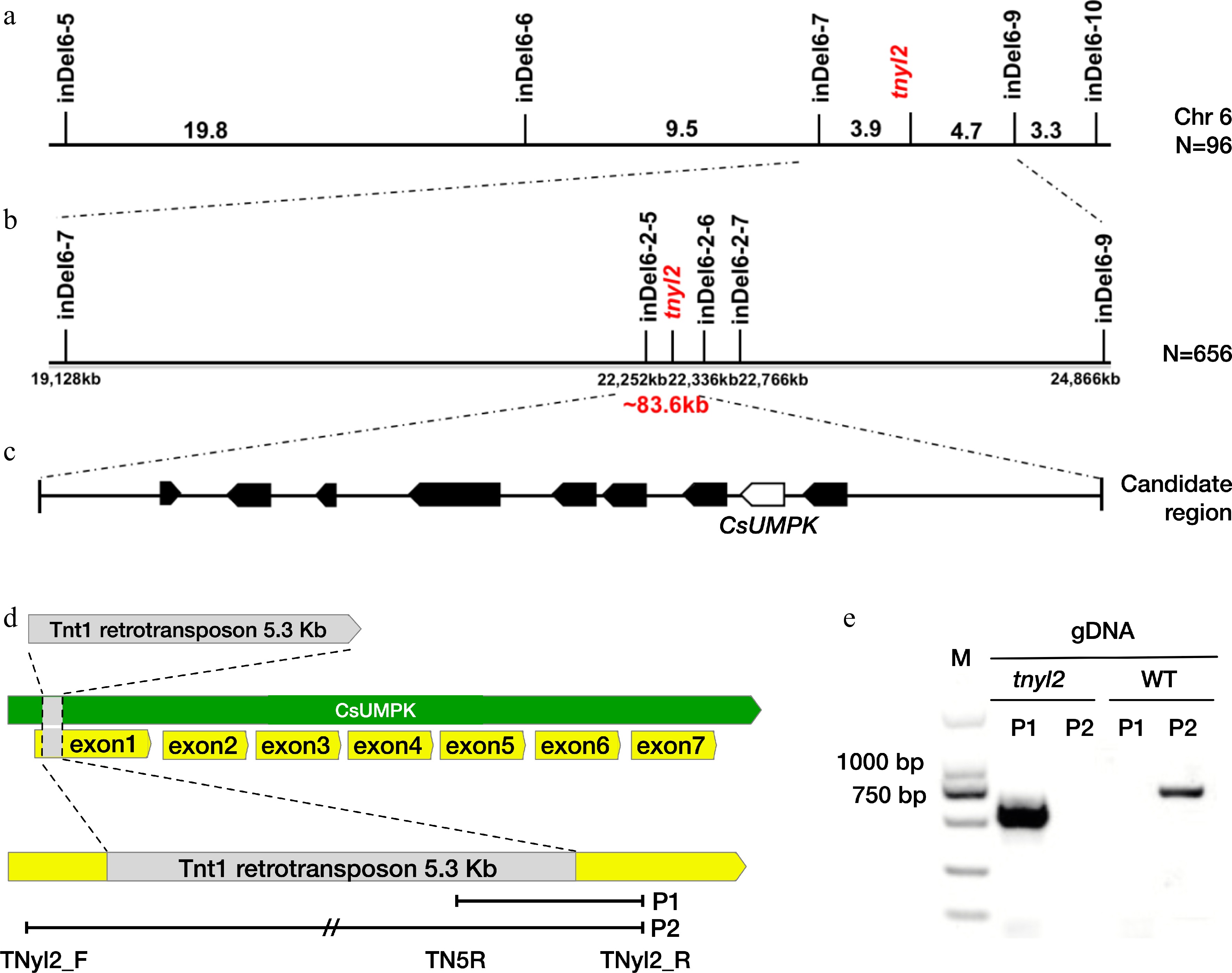 Umpt Function Loss-function-of a UMP kinase Leads to impaired chloroplast development ...