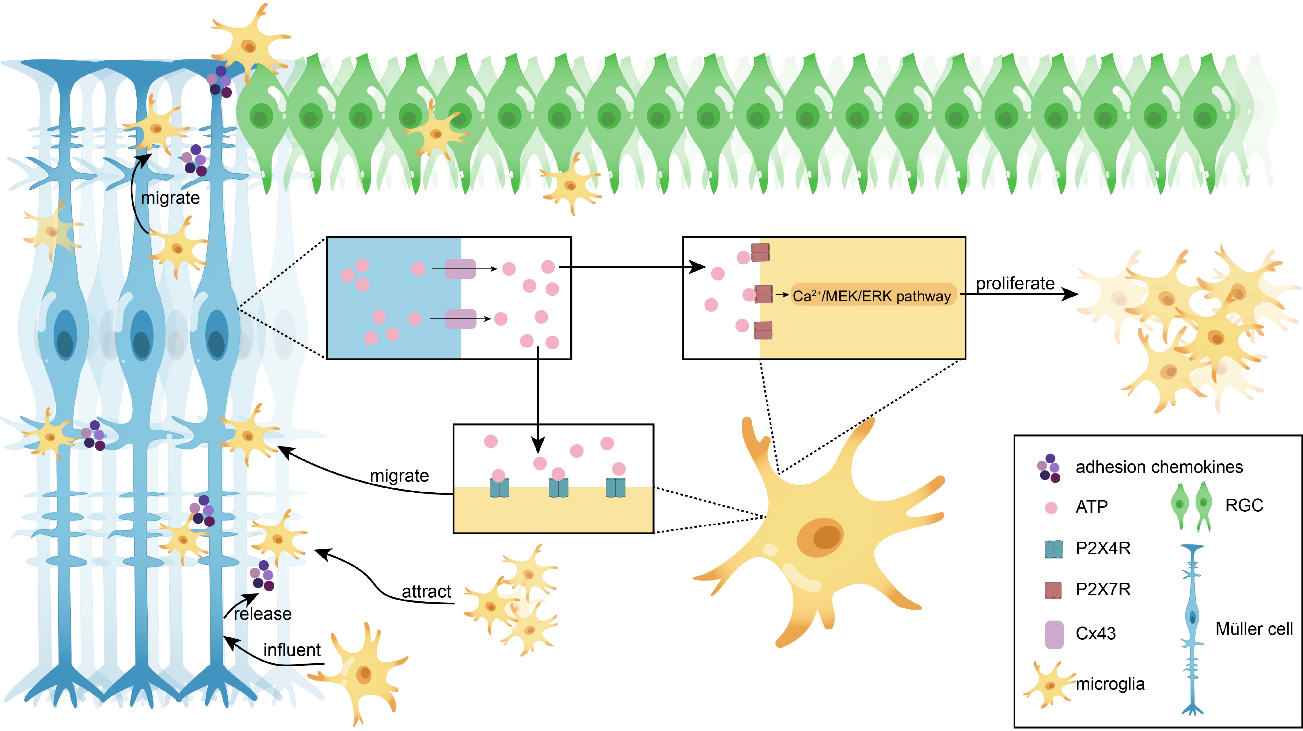 Unraveling the role of microglial activation and immune regulation in ...