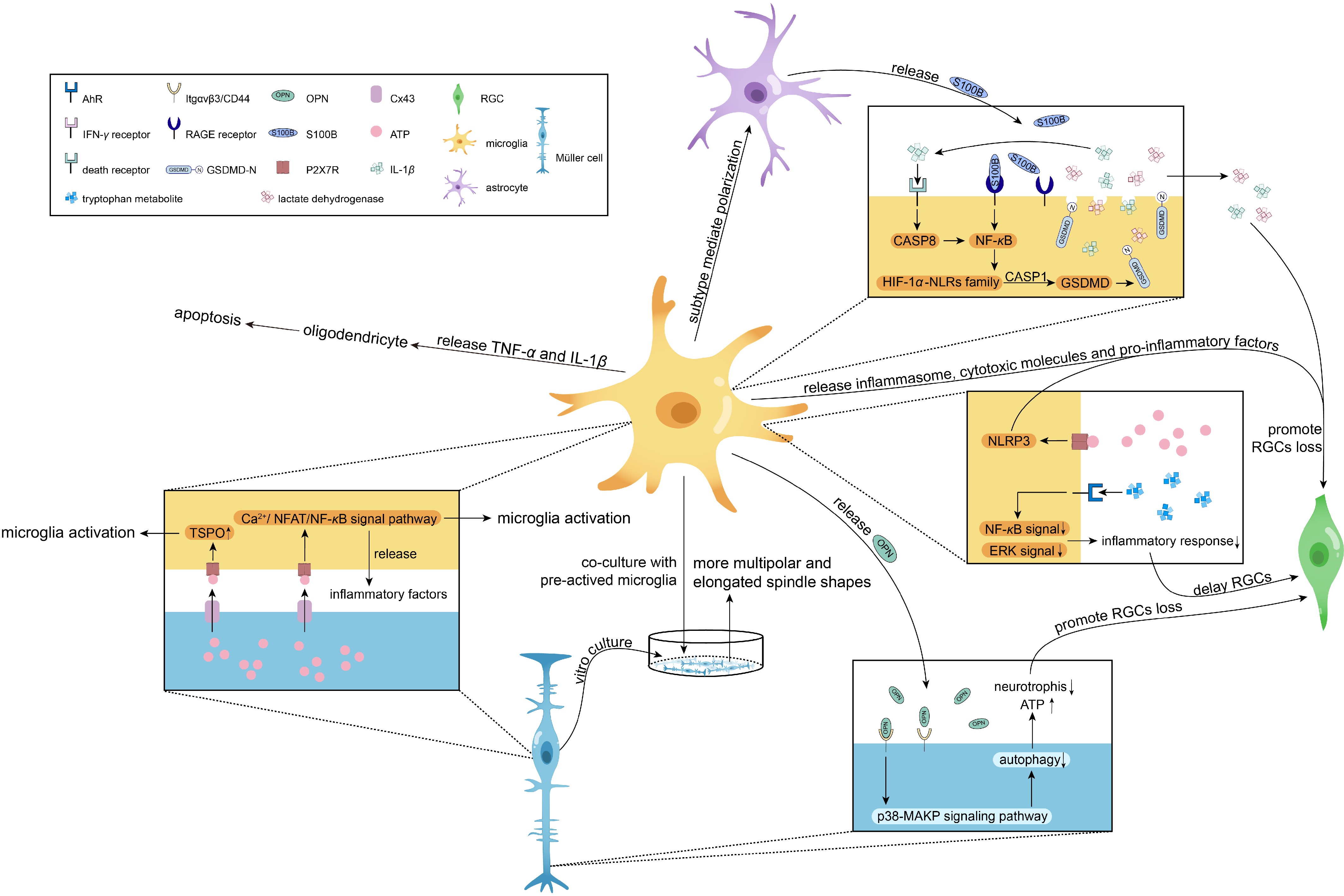 Unraveling the role of microglial activation and immune regulation in ...