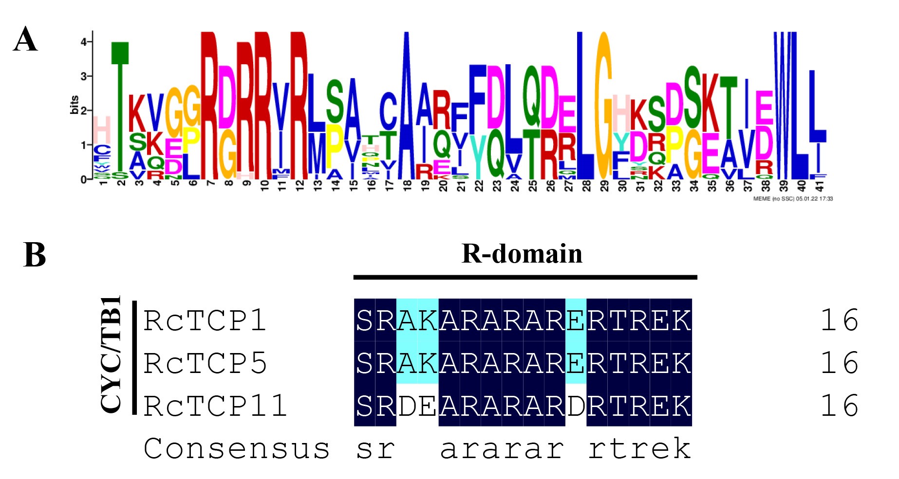 Genome-wide identification and analysis of TCP transcription factor ...